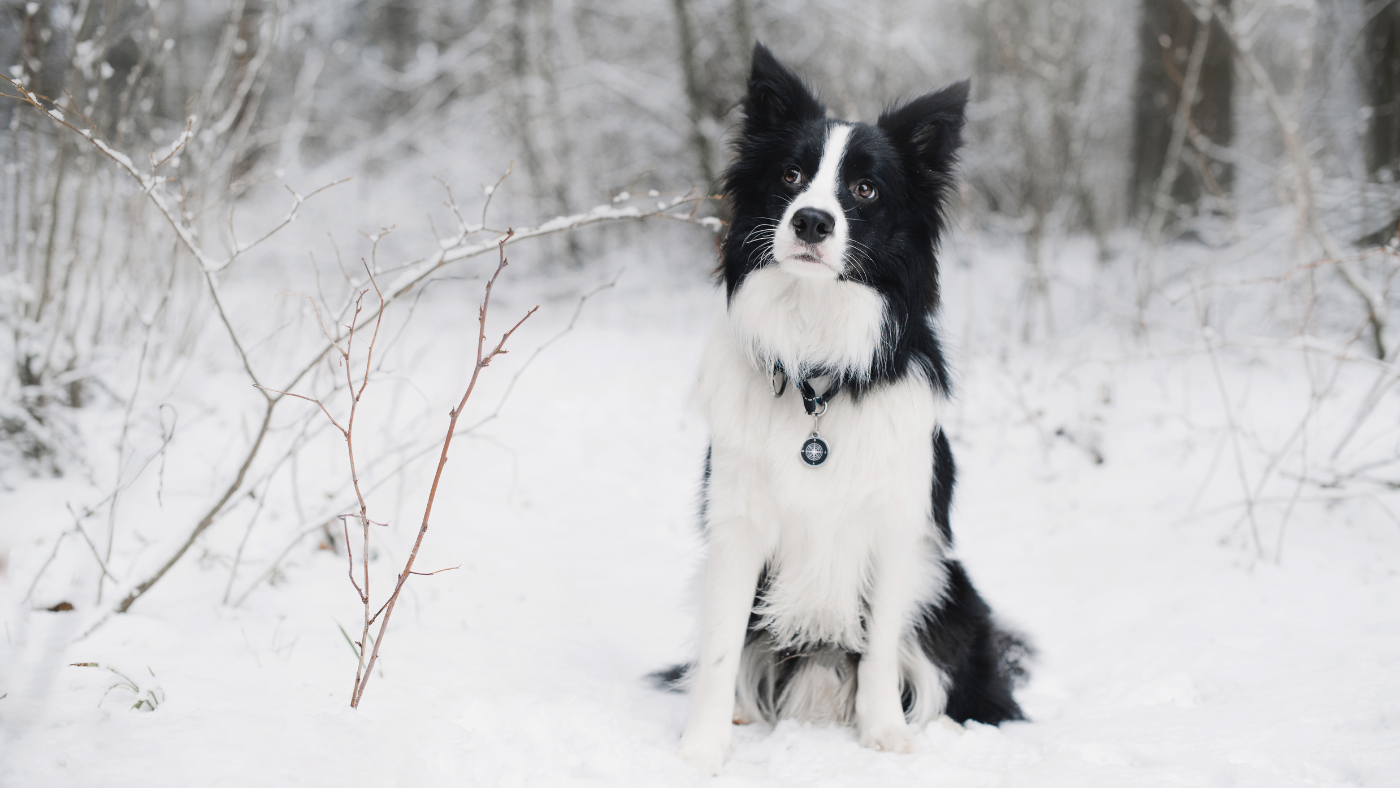 The Ultimate Guide to Finding the Perfect Waterproof Dog Coat