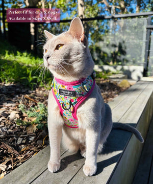 Our cat Luna wearing our XXS Bloom Floral Adjustable Pet Harness, showcasing its fit for both cats and dogs. Featuring adjustable neck and chest straps and sizes ranging from XXS to Large for a perfect, comfortable fit.