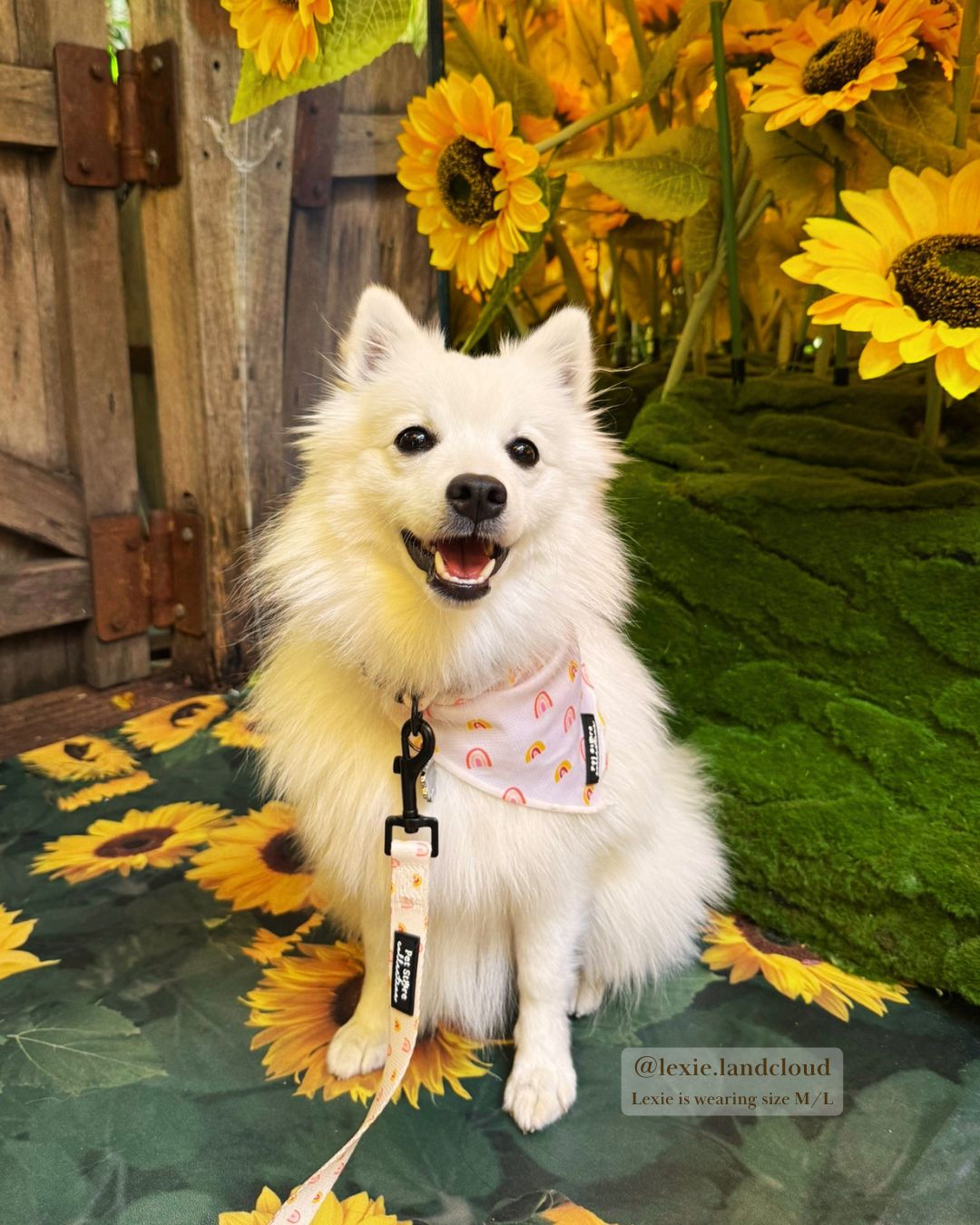 Boho Rainbow Dog & Cat Tie-Up Bandana