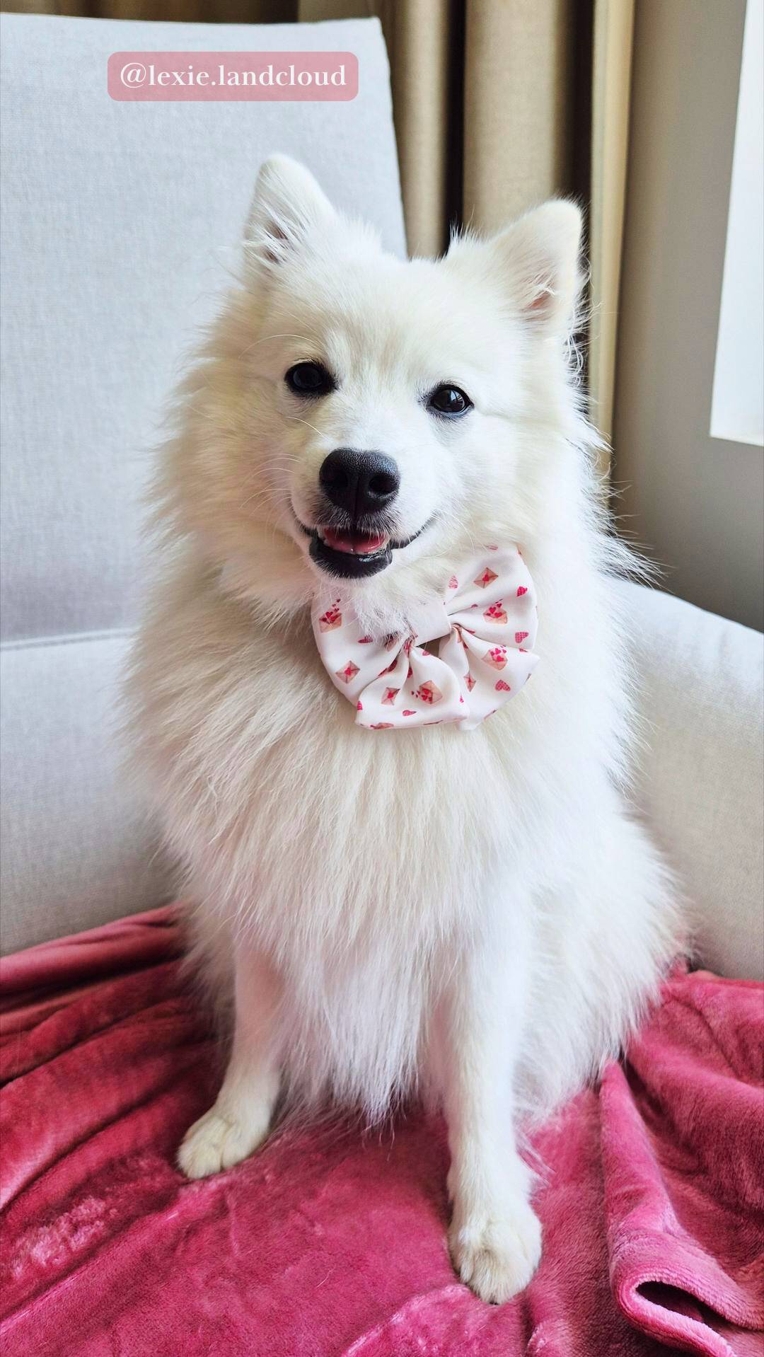 Dog wearing our Love Letters sailor bowtie from our matching bandana and sailor bowtie set, worn by Lexie the Japanese Spitz.