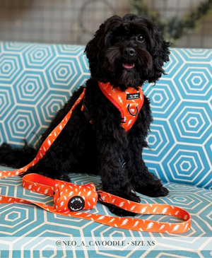 Thunderbolt Adjustable Dog Harness