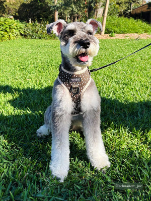 Schnauzer wearing Pet Store Collective Dottie Days no-pull dog harness in olive green and cream dots.