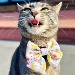 Grey tabby cat wearing our Tropical Sailor Bowtie in vibrant fruit print, with pink strawberries and yellow bananas, showing off a playful summer look for pets.