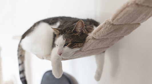 Everything You Need to Know About Hanging Cat Beds