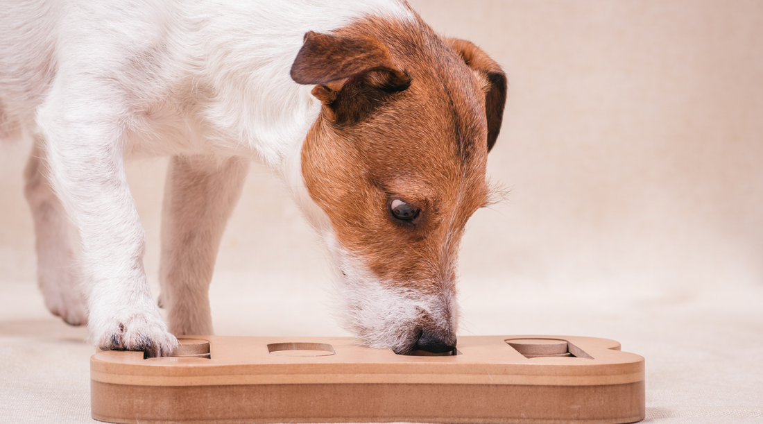 Engage, Entertain, Enrich: Discover the Benefits of Dog Puzzle Toys