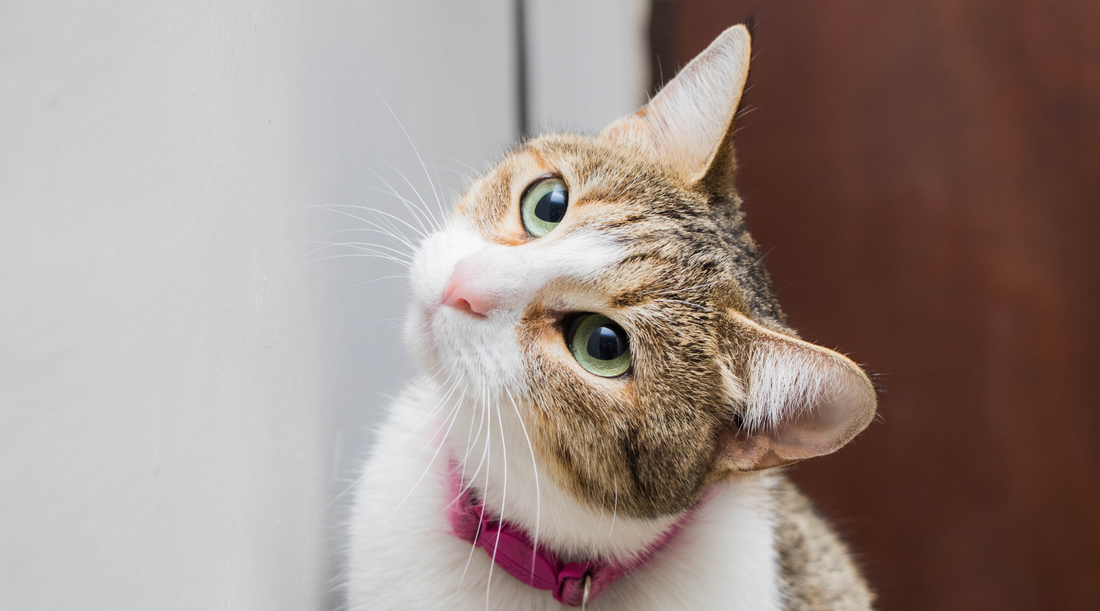 Unlock Safety and Style: The Ultimate Cat Collar Guide