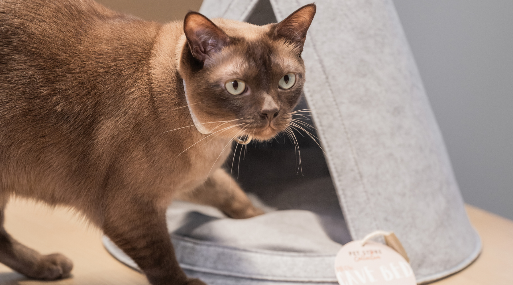 Discover the benefits of a cat cave bed, providing comfort, security, and eco-friendly design for your furry friend.