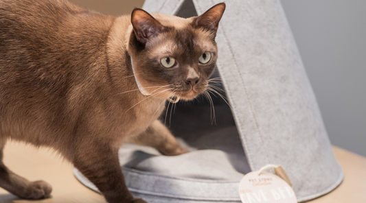 Discover the benefits of a cat cave bed, providing comfort, security, and eco-friendly design for your furry friend.