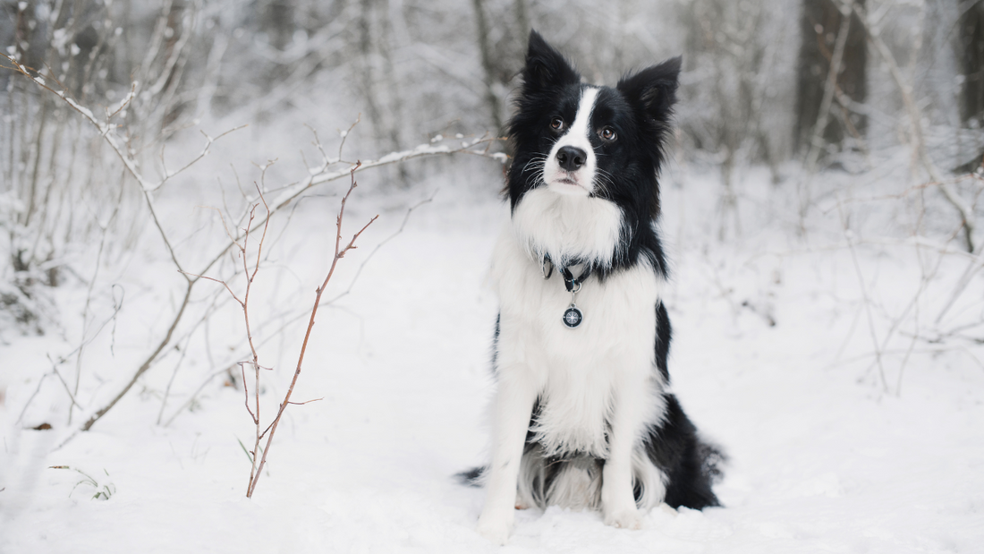 A dog in the snow without a dog coat on. Find the perfect waterproof dog coat for any weather. Our ultimate guide covers materials, sizes, and maintenance tips. Keep your dog warm & dry this winter.