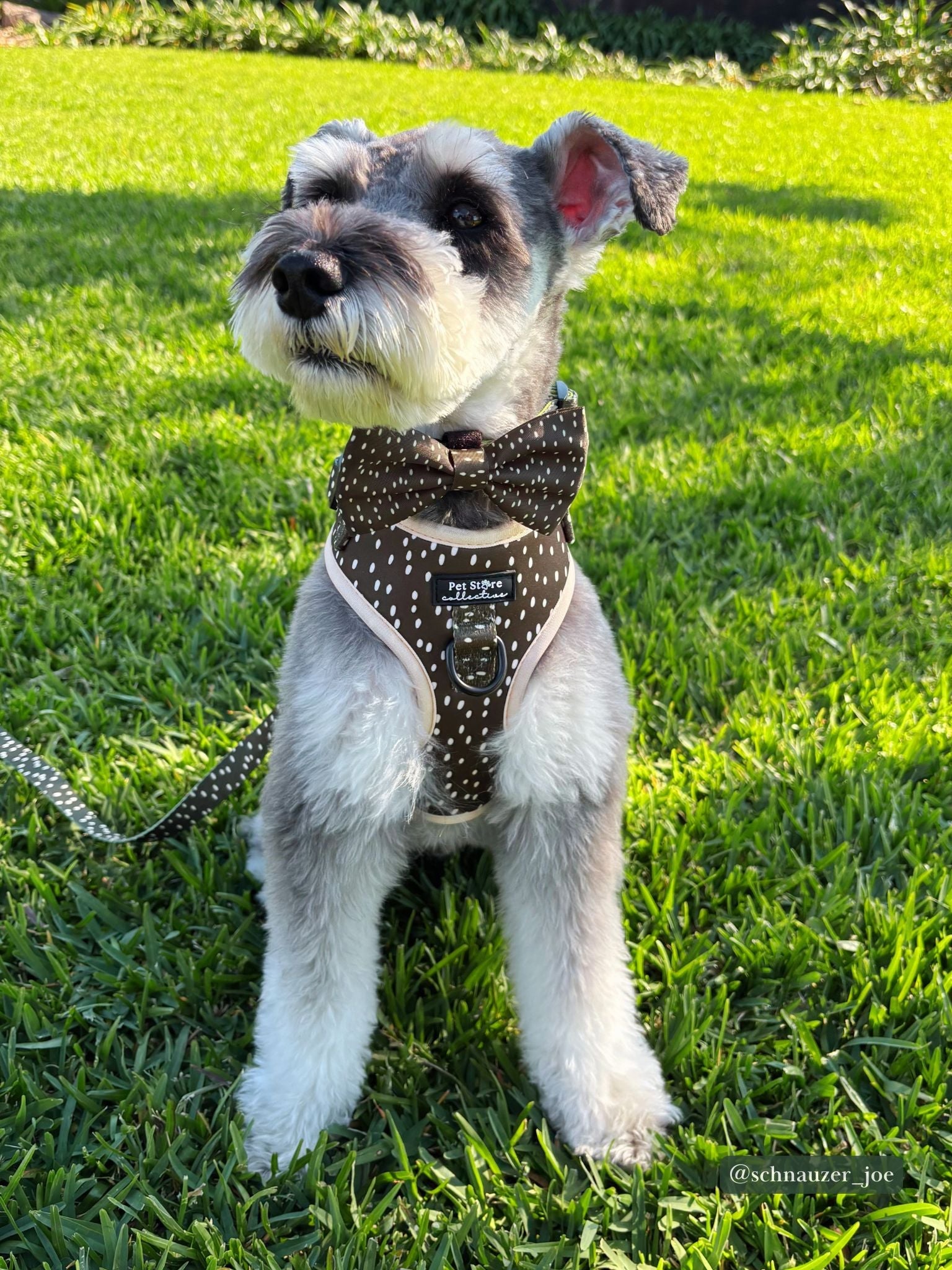 Dottie Days Collection