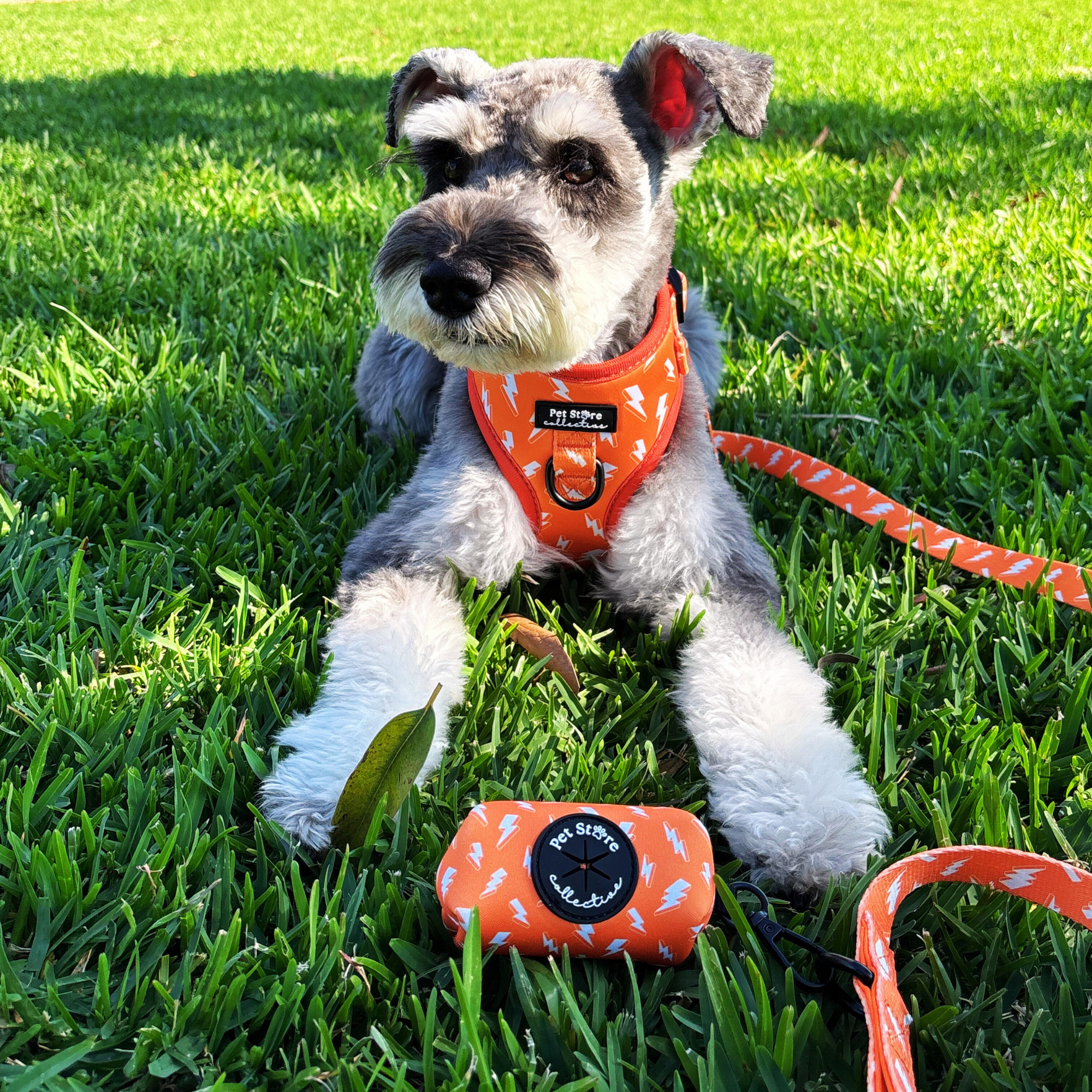Gear up for every walks with our Thunderbolt Dog Walkie Collection. Featuring our harness, lead, collar & accessories designed for comfort, durability, and style.