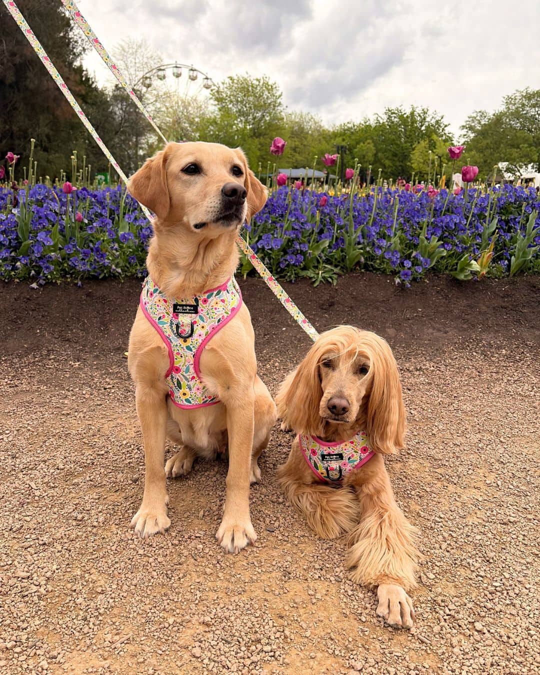 Bloom Floral Adjustable Dog Harness