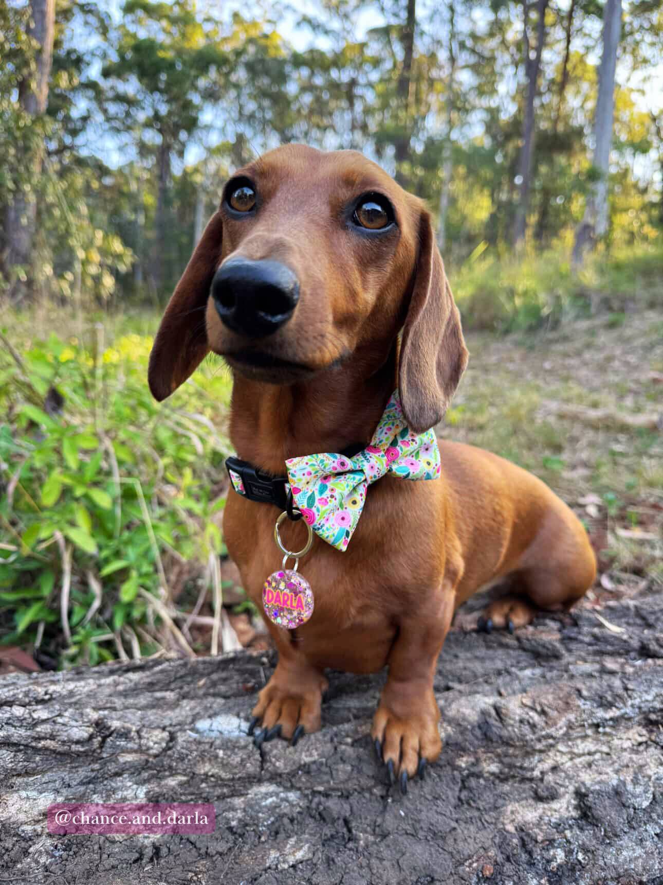 Dog wearing our Bloom Floral bowtie and matching bloom floral dog collar. Styled on Darla the dachshund as part of our Bloom Floral dog accessory collection.