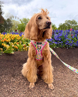 Bloom Floral Adjustable Dog Harness
