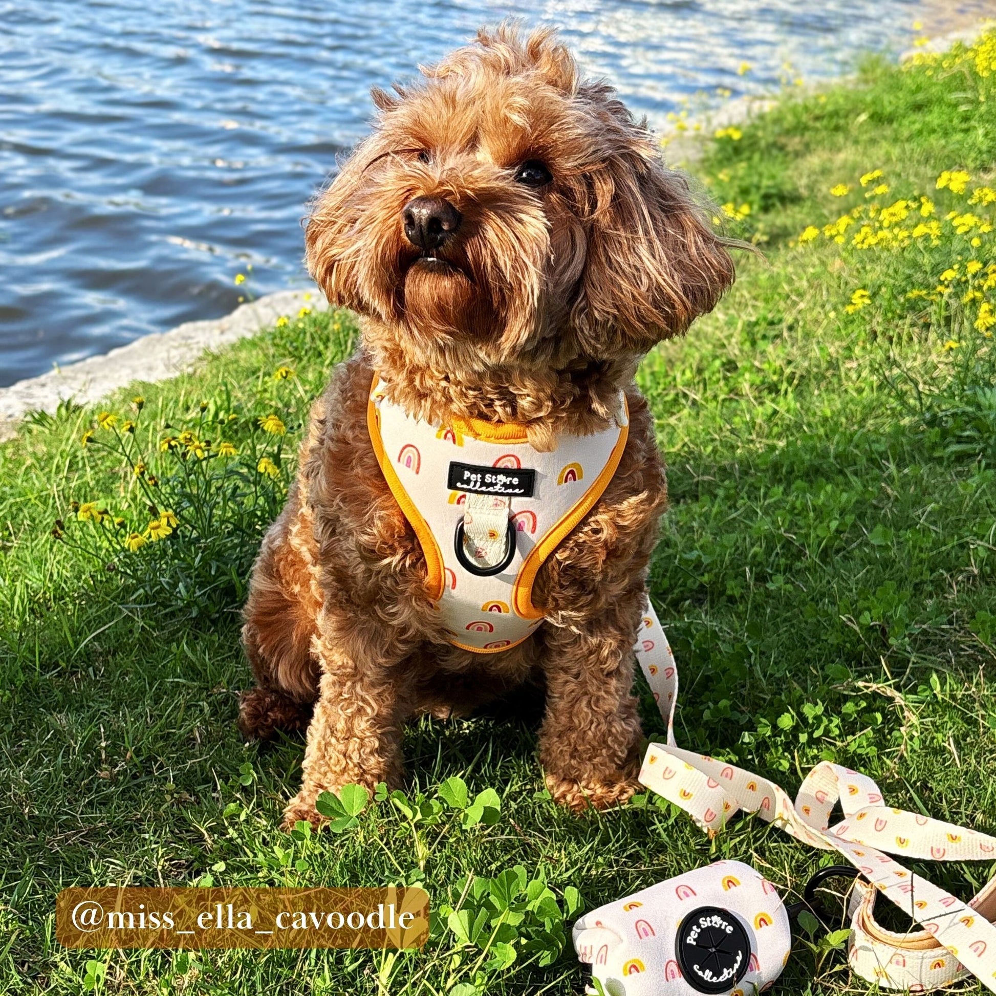 Adorable cavoodle wearing our Boho Rainbow Adjustable Dog Harness. Part of our stylish dog accessories Australia collection for everyday walkies.
