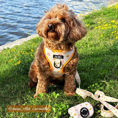Adorable cavoodle wearing our Boho Rainbow Adjustable Dog Harness. Part of our stylish dog accessories Australia collection for everyday walkies.