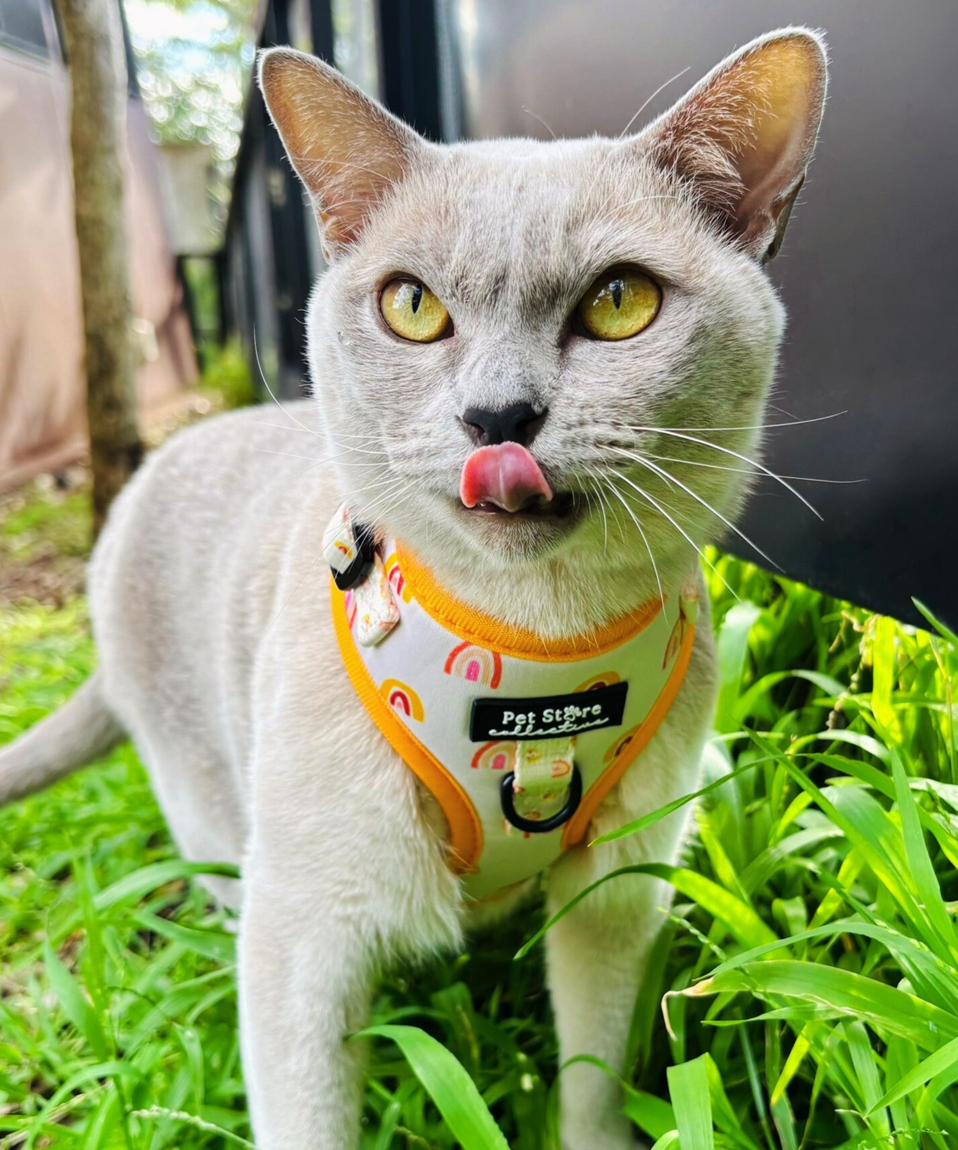 Burmese lilac cat wearing our XXS Boho Rainbow pet harness. Featuring our fully adjustable design with custom rainbow print, lightweight and durable design for pets big and small.