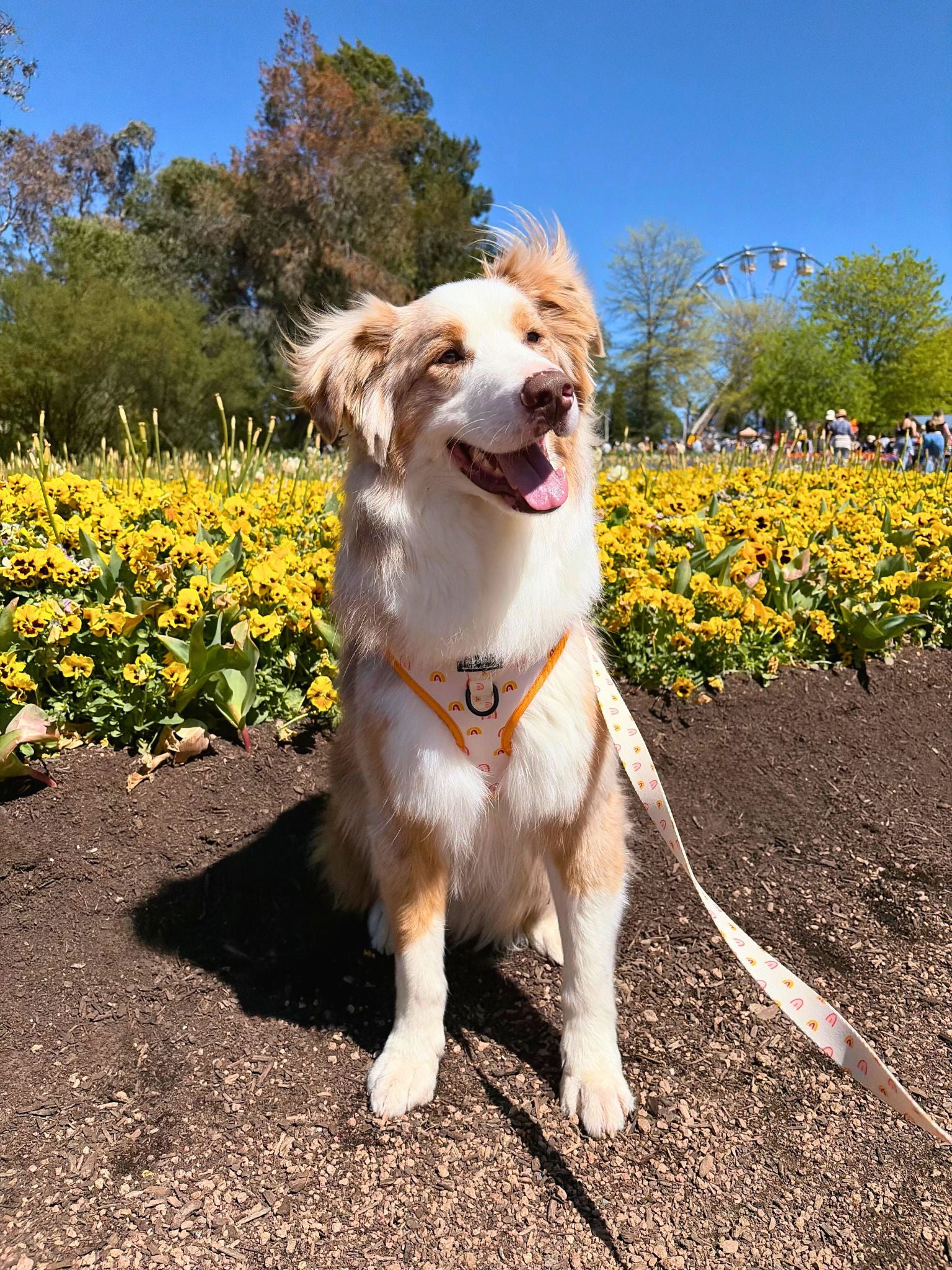 Boho Rainbow Adjustable Dog Harness - Pet Store Collective