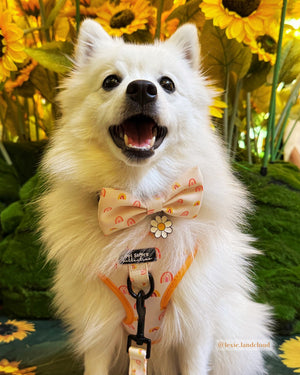 Boho Rainbow Adjustable Dog Harness