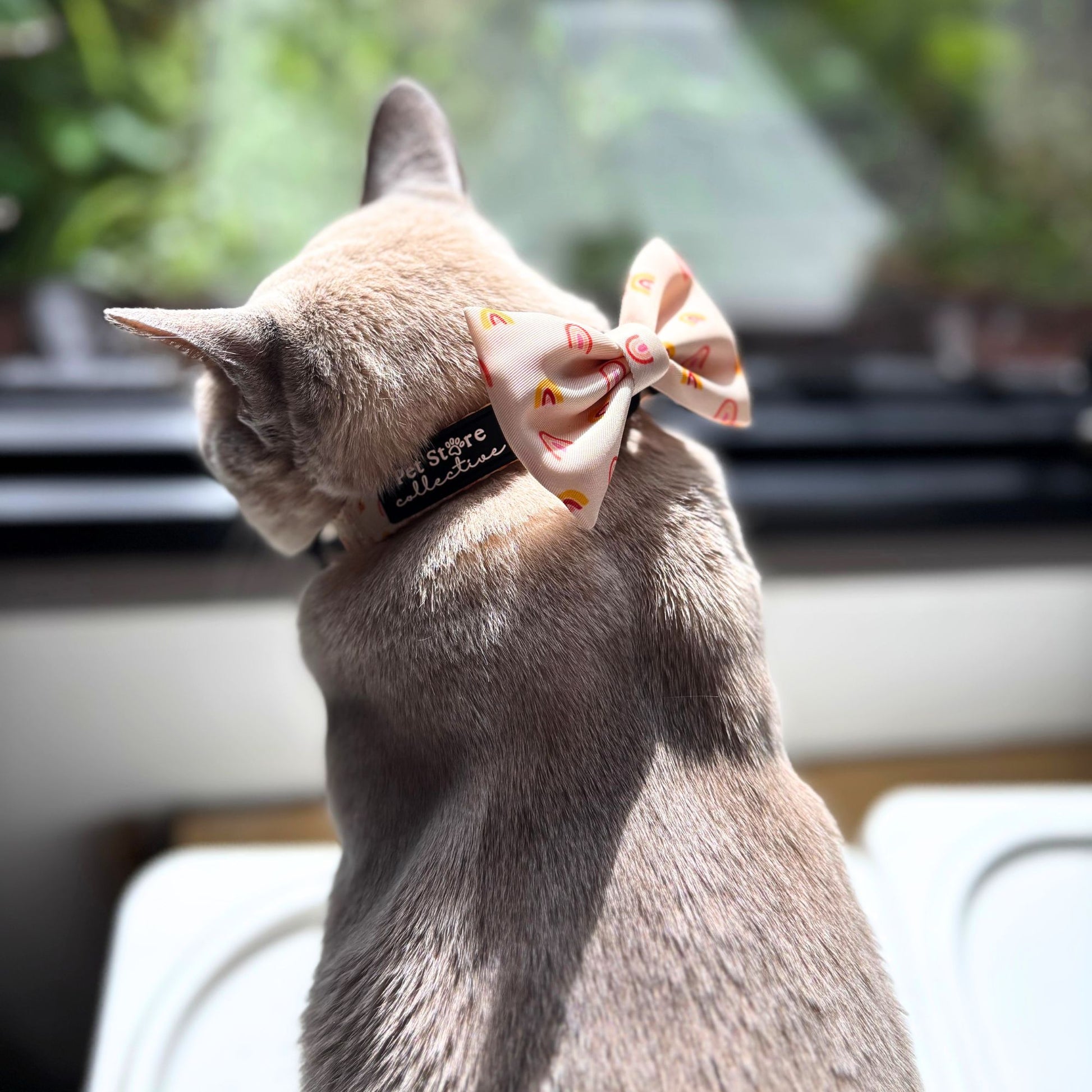 Lilac Burmese cat wearing Pet Store Collective Boho Rainbow Dog Bow Tie with matching XS boho rainbow pet collar. Featuring golden rainbow design in peach and yellow tones. Lightweight velcro bow tie attaches to collars for dogs and cats.