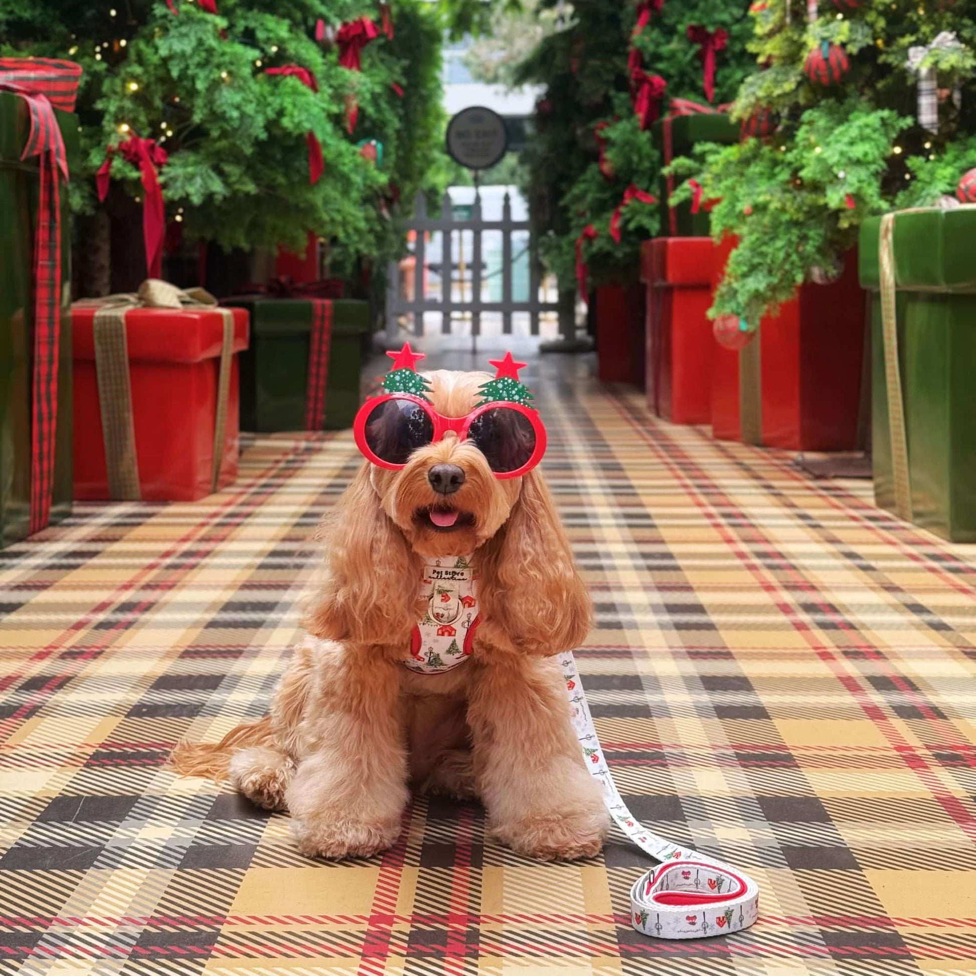 Lily the Cavoodle wearing our Christmas Magic Adjustable Dog Harness in size Small with matching Medium Lead. Surrounded by festive Christmas decorations at The Grounds of Alexandria.