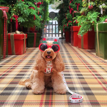 Lily the Cavoodle wearing our Christmas Magic Adjustable Dog Harness in size Small with matching Medium Lead. Surrounded by festive Christmas decorations at The Grounds of Alexandria.