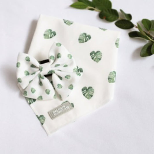 Monstera Set - Pet Store Collective