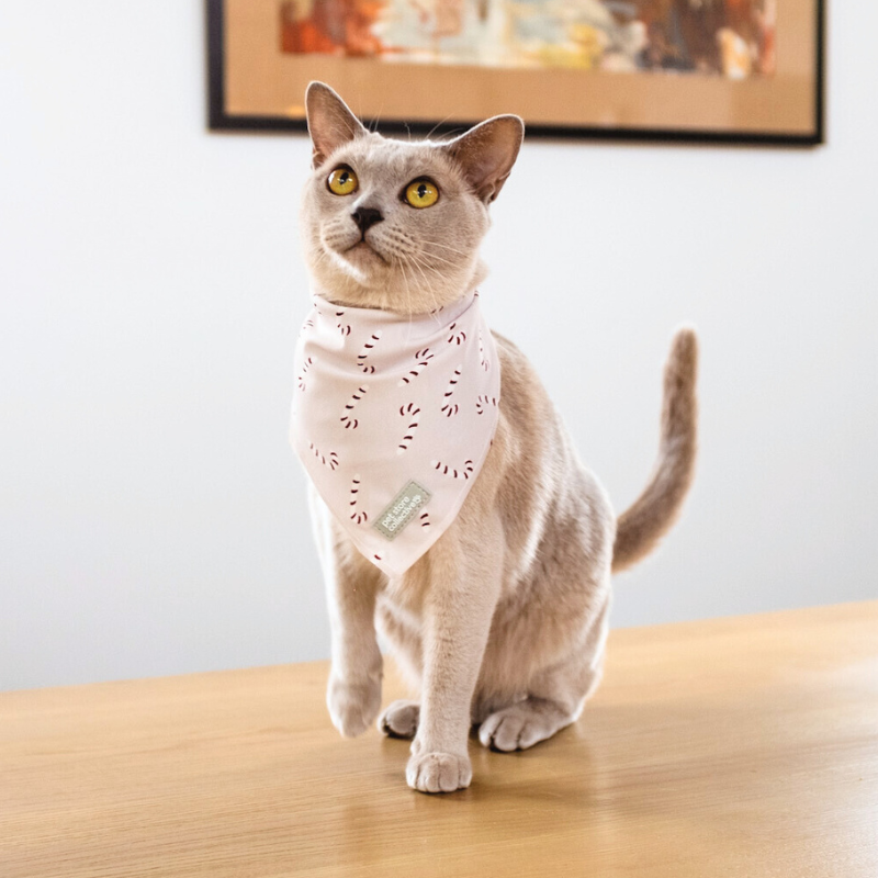 Burmese lilac cat wearing our limited-edition Candy Cane Bandana from the exclusive Pet Store Collective collection. Red-striped candy canes on a soft beige base. Bandana S/M (25-47cm neck).