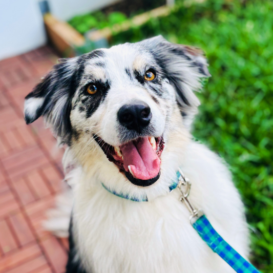 Australian Shepherd wearing medium size Complete Teal Gingham Dog Set, featuring collar and lead. Crafted for comfort and style with durable hardware, adjustable fit, and 360° swivel anti-tangle lead.