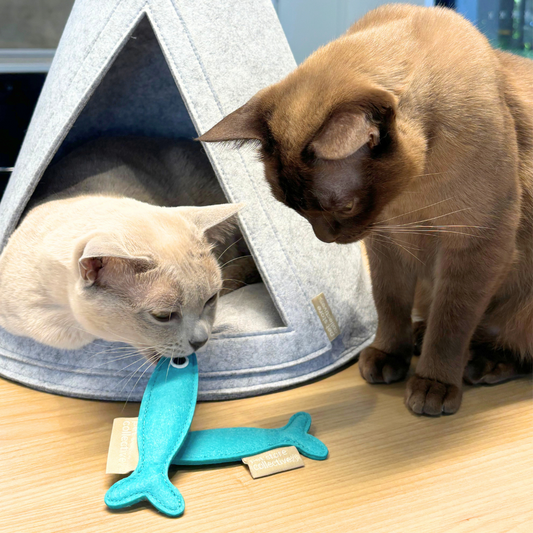 Our durable Eco-Friendly Felt Catnip Fish Toy in aqua green, measuring 12 cm in length and 4 cm in width, is being bitten by one Burmese cat while another watches. Made from sustainable felt and filled with organic catnip, this toy provides long-lasting fun and engagement for cats.