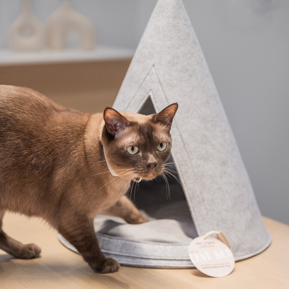 Chocolate brown Burmese cat entering our lightweight and breathable Eco-Friendly Meow Cat Cave Bed in light grey, designed for comfort and temperature regulation.