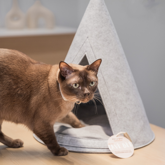 Chocolate brown Burmese cat entering our lightweight and breathable Eco Meow Cat Cave Bed in light grey, designed for comfort and temperature regulation.