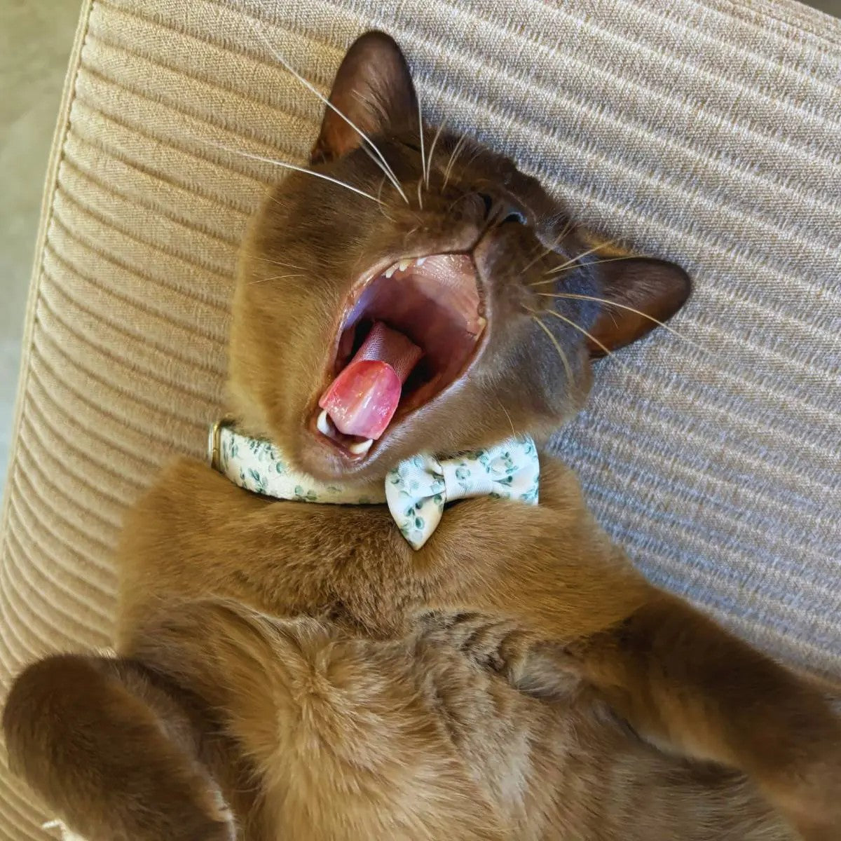 Our burmese cat Leo is wearing our 4.5cm gum leaves cat bow tie and matching gum leaves cat collar, adding a stylish and classic look.
