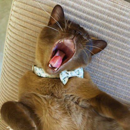 Our burmese cat Leo is wearing our 4.5cm gum leaves cat bow tie and matching gum leaves cat collar, adding a stylish and classic look.