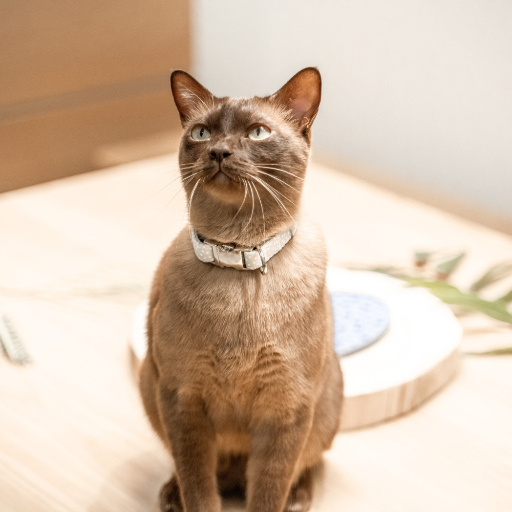 Chocolate brown Burmese cat wearing our Polka Safety Meow Cat Collar in sage green with white polka dots. The collar features an adjustable fit (20 cm to 30 cm), a safety release buckle, and a subtle light grey rectangle logo with white text from Pet Store Collective. Perfect for kittens and adult cats, combining style, comfort, and durability.