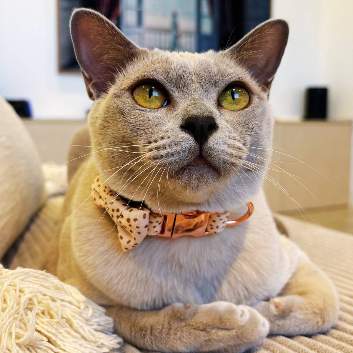 Our Burmese cat Luna wearing our speckled amber cat bow tie (4.5 cm x 3 cm) and matching speckled cat collar, showcasing a warm savanna sunset-inspired design.
