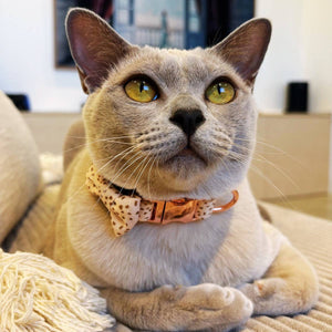 Our Burmese cat Luna wearing our speckled amber cat bow tie (4.5 cm x 3 cm) and matching speckled cat collar, showcasing a warm savanna sunset-inspired design.