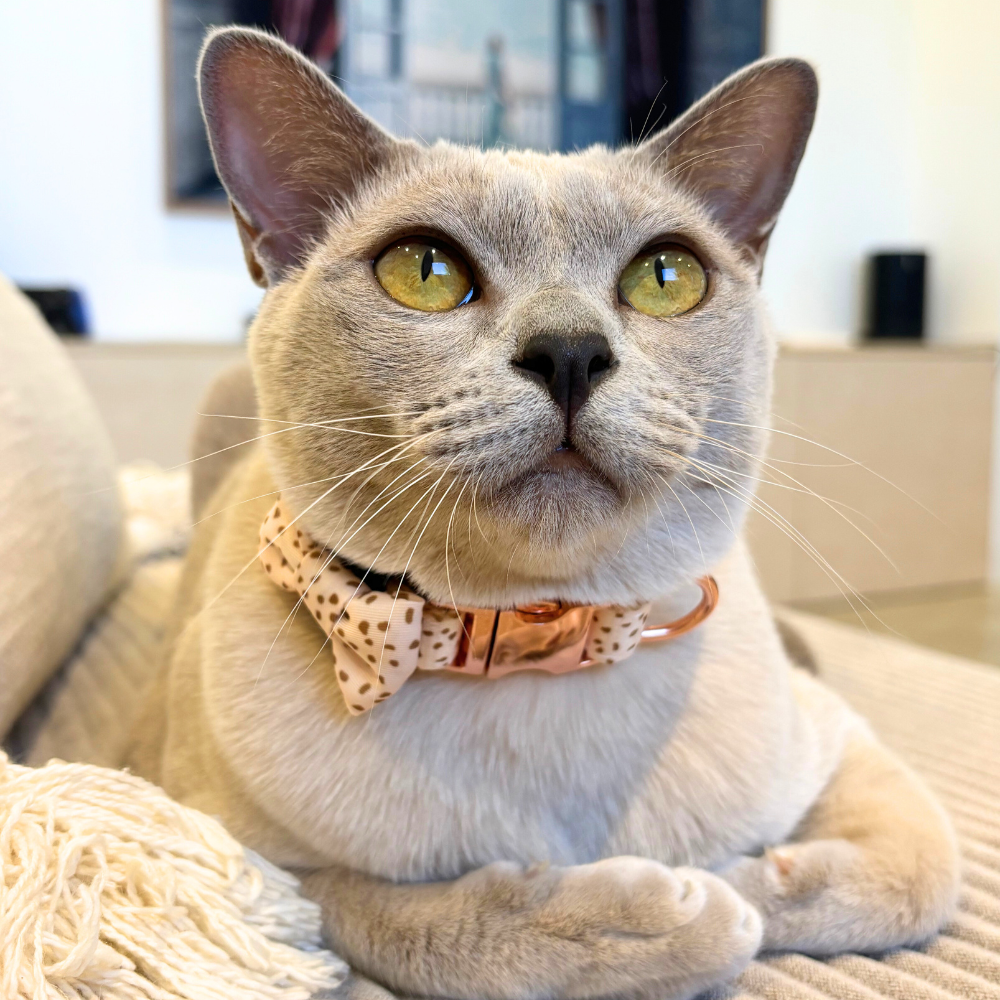 Speckled Safety Meow Cat Collar