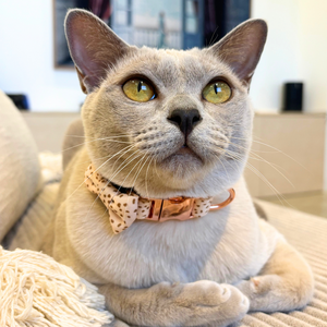 Speckled Safety Meow Cat Collar - Pet Store Collective