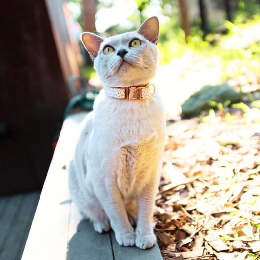 Lilac Burmese cat wearing our Speckled Safety Meow Cat Collar with amber speckled design and rose gold hardware, blending comfort and style. Unique pattern cat collar designed by Pet Store Collective. Matching bow tie available.