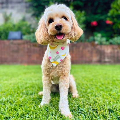 Spoodle dog wearing our vibrant Tropical Fruit Bandana from the Limited-Edition Tropical Pet Set, featuring bananas and strawberries—perfect for sunny days and summer adventures. Crafted from soft, durable, and lightweight fabric, it’s designed for comfort all day while keeping your pet stylish and cool. Shown on a crisp white background, the set is S/M size (neck size 25-47cm, bow tie dimensions: L 9cm x H 6cm), ideal for small to medium dogs and cats.