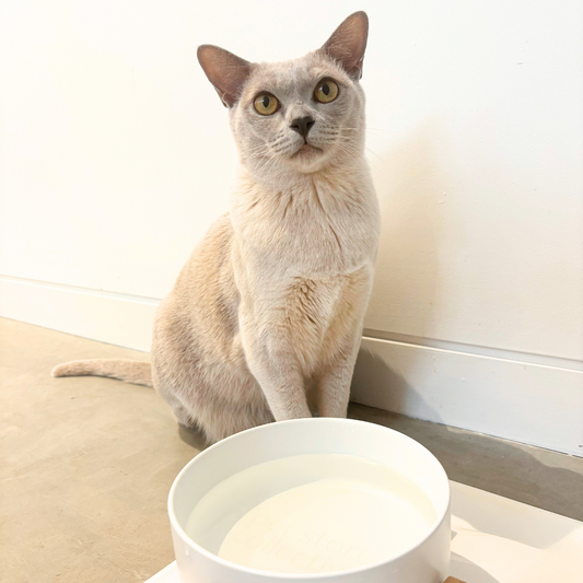 A Burmese cat sitting next to our White Cloud Ceramic Pet Bowl with a bamboo base, measuring 19.5 cm in length and 9 cm in height. The bowl, suitable for both cats and dogs, has a 3.6 cup (850 ml) capacity, high edges to reduce spills, and is dishwasher safe. Our bowl features an embossed Pet Store Collective logo inside the bottom, enhancing its elegant white finish and bamboo base.