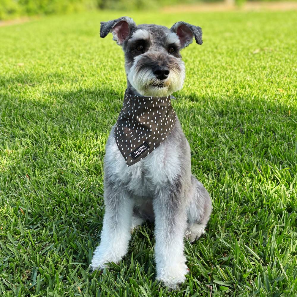 Schnauzer wearing our Dottie Days olive and cream polka dot dog bandana, tie-on design.