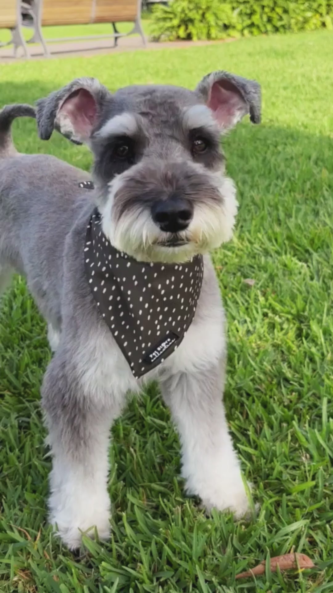Video of schnauzer dog wearing Dottie Days olive green M/L dog bandana with cream polka dots by Pet Store Collective.