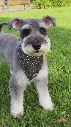 Video of schnauzer dog wearing Dottie Days olive green M/L dog bandana with cream polka dots by Pet Store Collective.