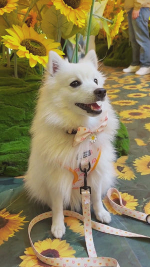 Dog wearing Pet Store Collective Boho Rainbow matching walking dog set. Fully  adjustable no-pull harness, anti-tangle dog lead, adjustable collar and bow tie.