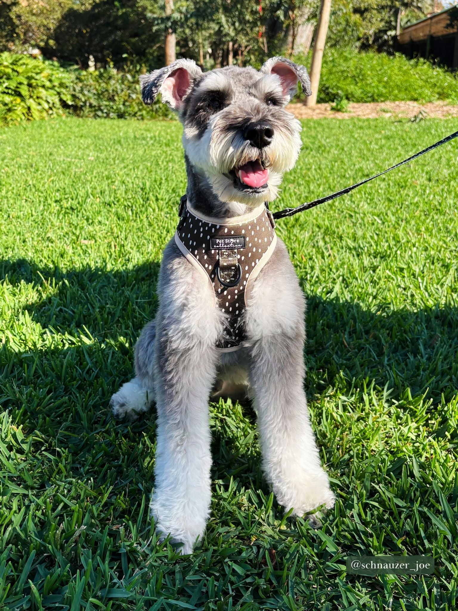 Schnauzer wearing Pet Store Collective Dottie Days no-pull dog harness in olive green and cream dots.