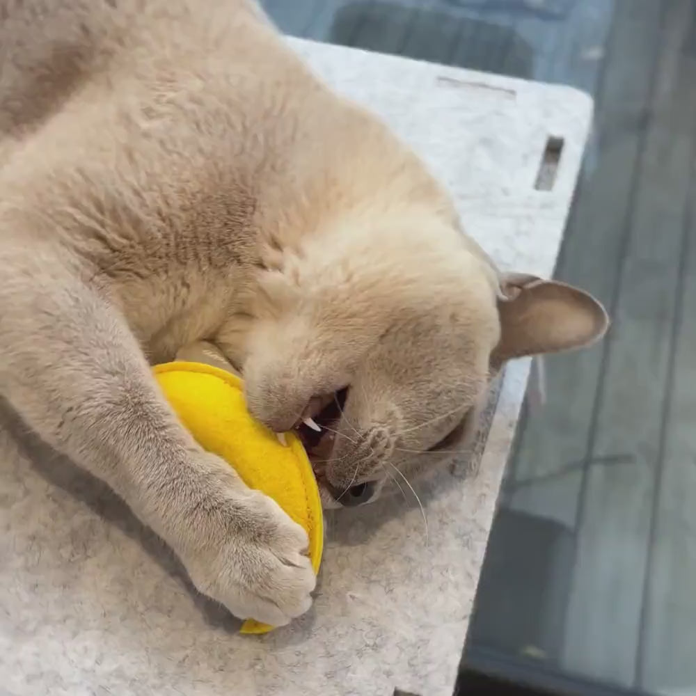 Burmese cat biting and rubbing face on Pet Store Collective handmade organic catnip moon toy, showing natural catnip reaction.