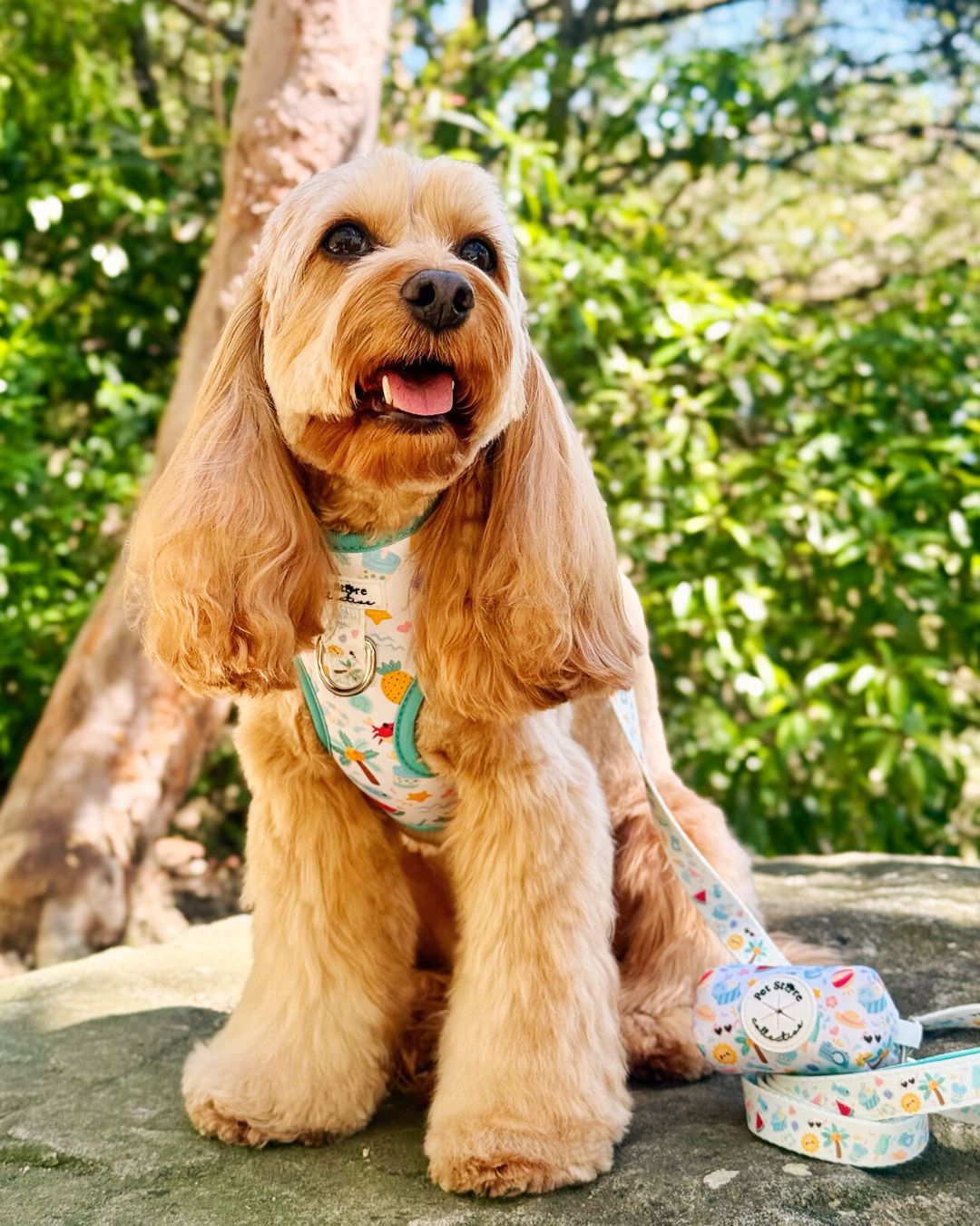 Lily the Cavoodle wears size Small in our limited release Summer Bliss Adjustable Dog Harness. Paired with our Medium matching Summer Bliss Dog Lead and Poop Bag Holder. Featuring a lightweight, breathable set with our exclusive beach-inspired print, designed for sunny walks, café hangs, and summer adventures.
