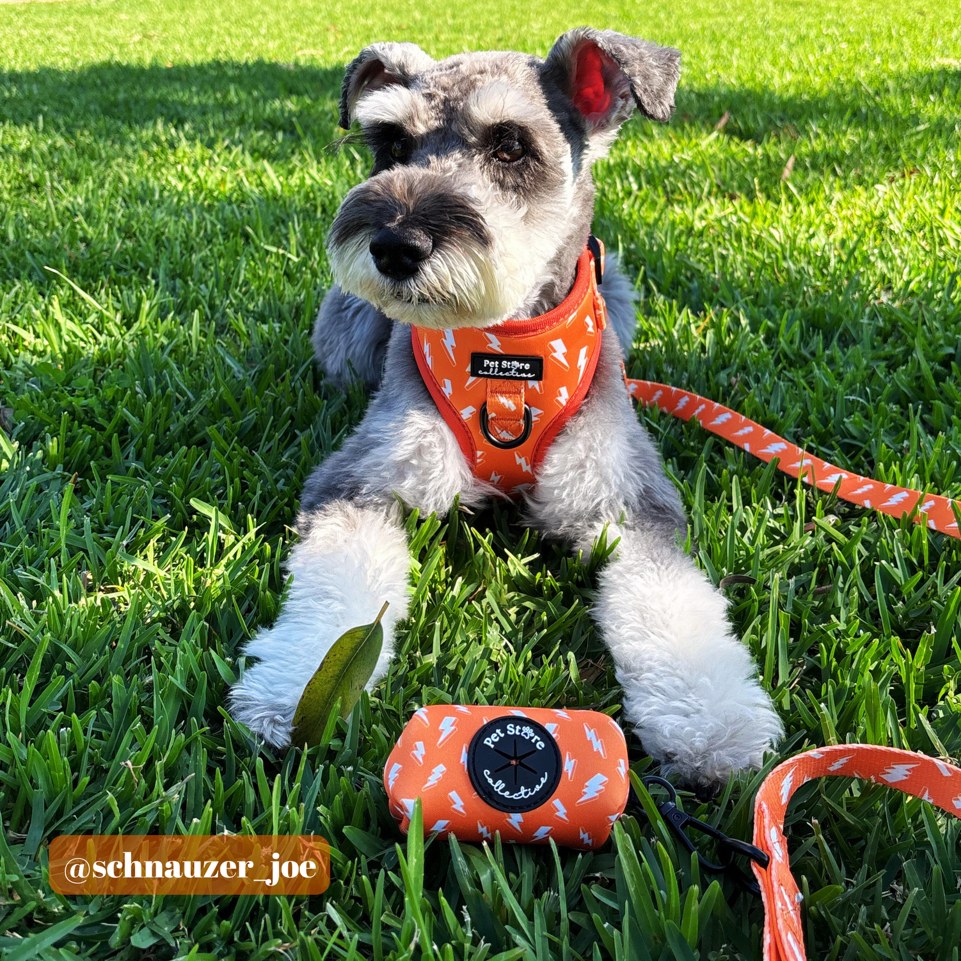 Schnauzer wearing size XS Thunderbolt Adjustable Dog Harness in orange with white thunderbolt pattern. Paired with size M matching lead and poop bag holder while sitting on grass.